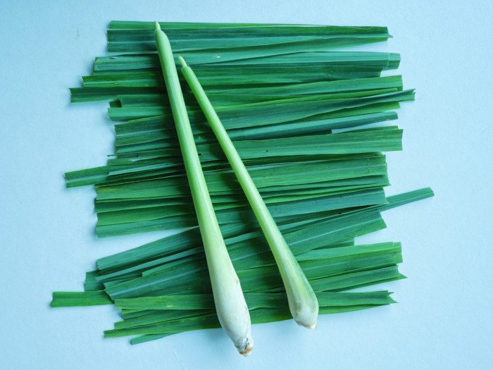 Strands of lemongrass on a light green background